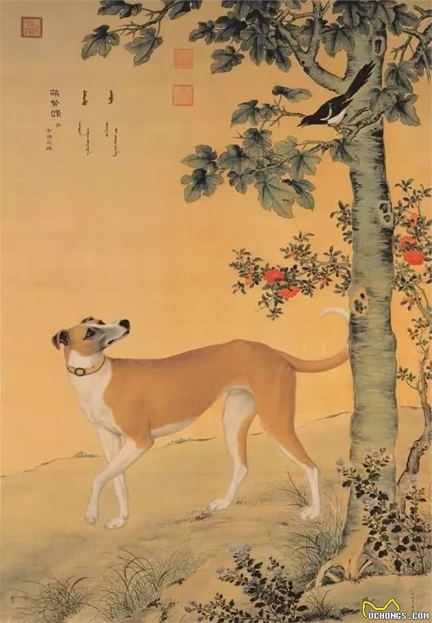 中国名犬-细犬”哮天犬“正在慢慢消失-有多少人在乎？