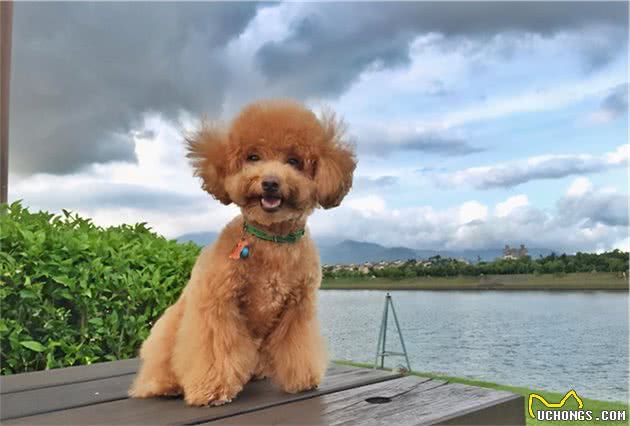 寻根问祖系列（2）：贵宾犬（Poodle）