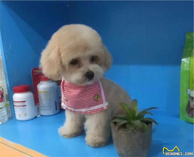 寻根问祖系列（2）：贵宾犬（Poodle）