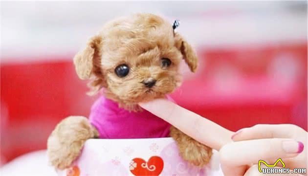 寻根问祖系列（2）：贵宾犬（Poodle）