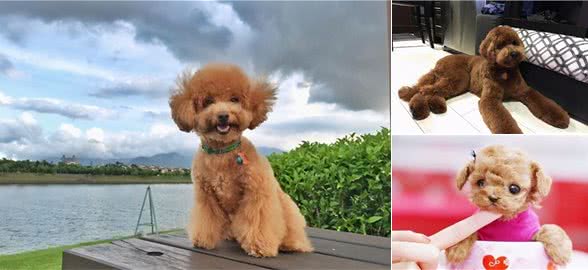 寻根问祖系列（2）：贵宾犬（Poodle）