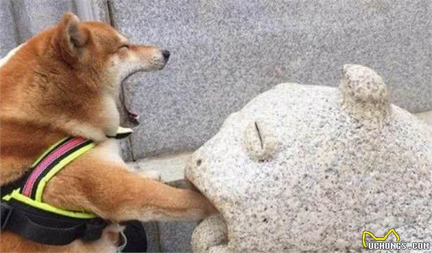 柴犬突然打喷嚏是感冒了吗？该怎么治疗？