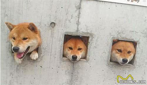 柴犬突然打喷嚏是感冒了吗？该怎么治疗？