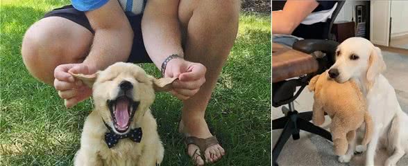 听话的狗狗，都有这几种表现，宠主：真没白疼