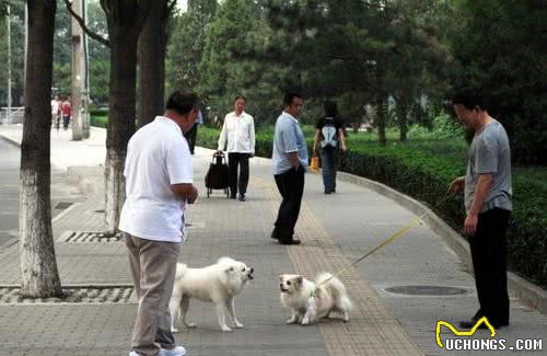 饲养一条懂事有规矩的宠物犬，步入健康生活从训练开始