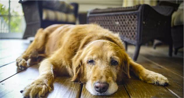 听过狗狗的肠套叠吗？在幼犬身上十分常见，一出现就要动手术