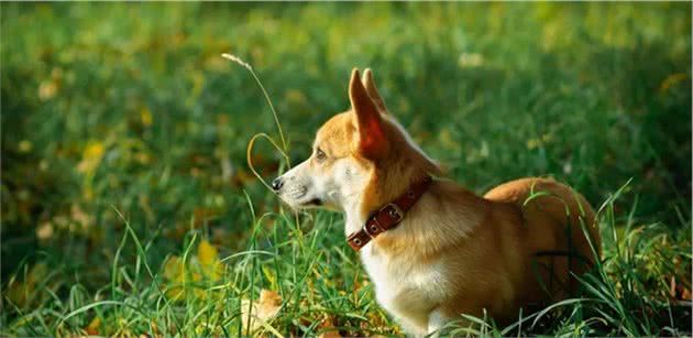 聪明，耐心，易训练，牧羊犬你真的不了解一下吗？