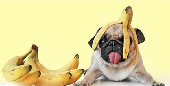 狗狗就是个“贪吃鬼”什么都想吃，那么香蕉可以吃吗？