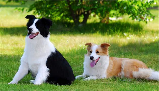 寻根问祖系列（1）：边境牧羊犬（BorderCollie）