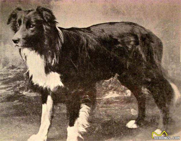 寻根问祖系列（1）：边境牧羊犬（BorderCollie）