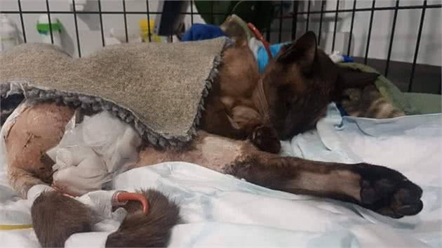 新西兰一猫咪被家中恶犬咬到内脏外翻，主人花费13万为它保命