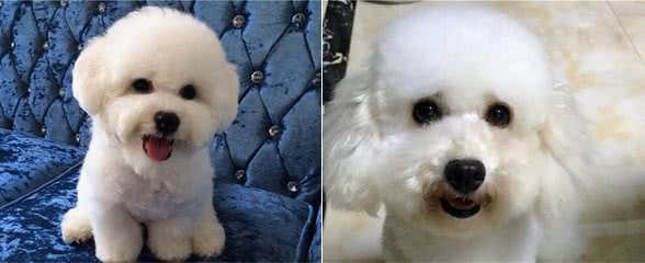 比熊犬的嘴巴周围老是脏兮兮的？这几点注意做好，就能改善了