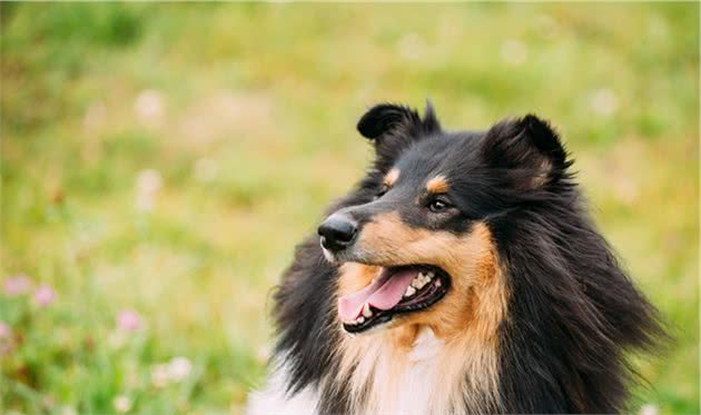 十大忠诚犬类排行出炉，中华田园犬上榜，你家的狗子排第几？