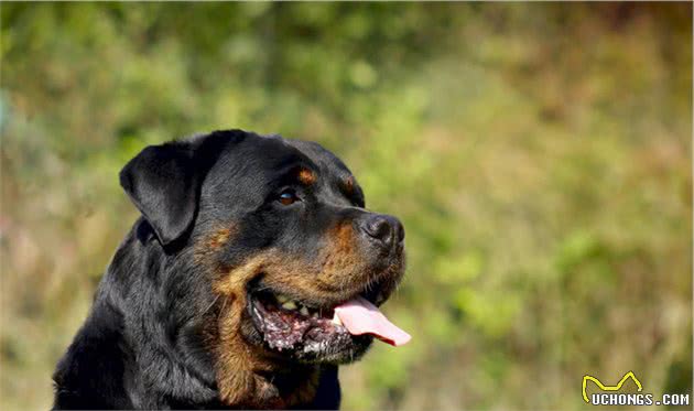 十大忠诚犬类排行出炉，中华田园犬上榜，你家的狗子排第几？