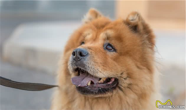 十大忠诚犬类排行出炉，中华田园犬上榜，你家的狗子排第几？