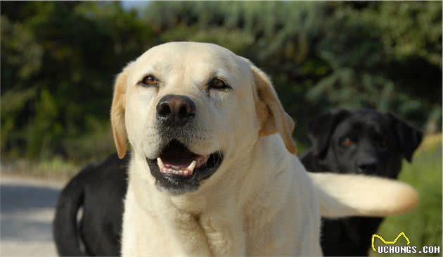 十大忠诚犬类排行出炉，中华田园犬上榜，你家的狗子排第几？