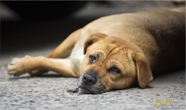 十大忠诚犬类排行出炉，中华田园犬上榜，你家的狗子排第几？