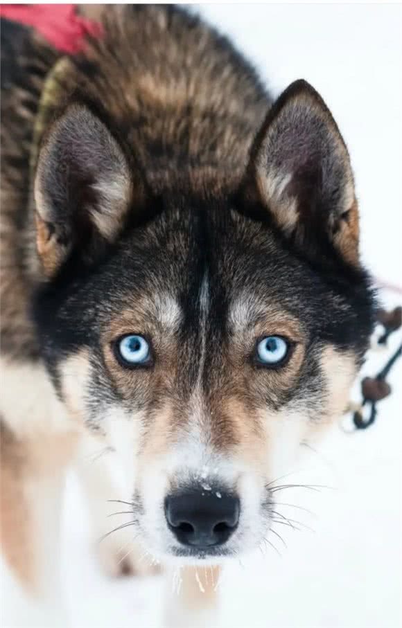 俄罗斯名犬西伯利亚雪橇犬，与众不同哈士奇