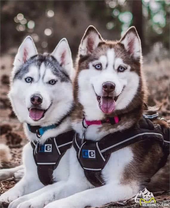 俄罗斯名犬西伯利亚雪橇犬，与众不同哈士奇