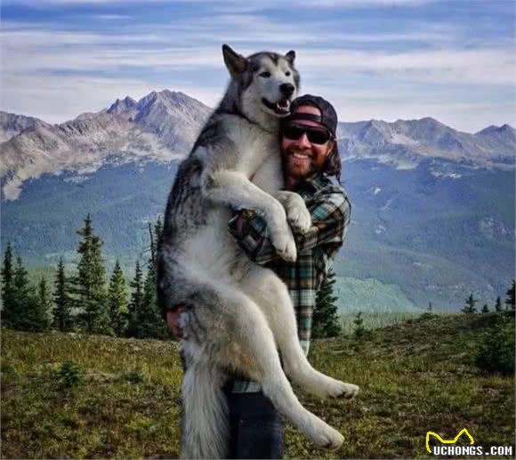 俄罗斯名犬西伯利亚雪橇犬，与众不同哈士奇