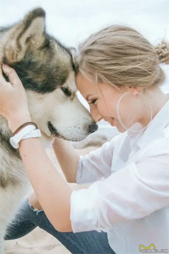 俄罗斯名犬西伯利亚雪橇犬，与众不同哈士奇