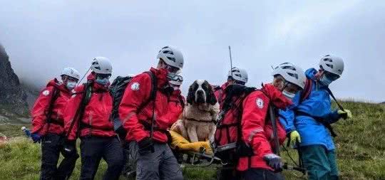 一百多斤的圣伯纳犬受伤后，需要多少个人抬下山？