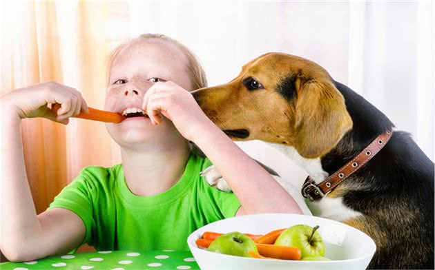 别给狗狗喂这些食品，对它健康有害，你有在喂吗？