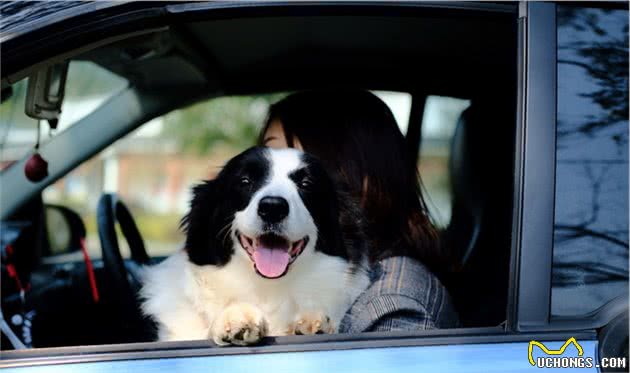 关于边牧犬的智商，网友们的分享，让你涨涨见识！