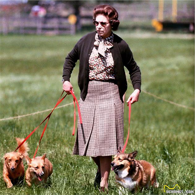 英国女王向她心爱的，多吉瓦肯告别，女王纯种的道吉犬只剩一条