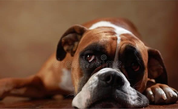 养宠知识：狗狗把自己的毛啃掉一块