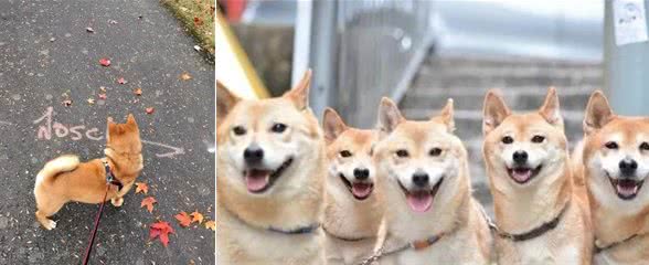 柴犬小讲堂:柴犬日常护理之溜圈篇