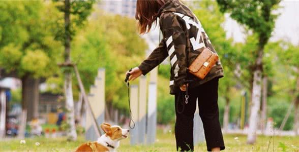 医学基础知识：狗狗的散热方式