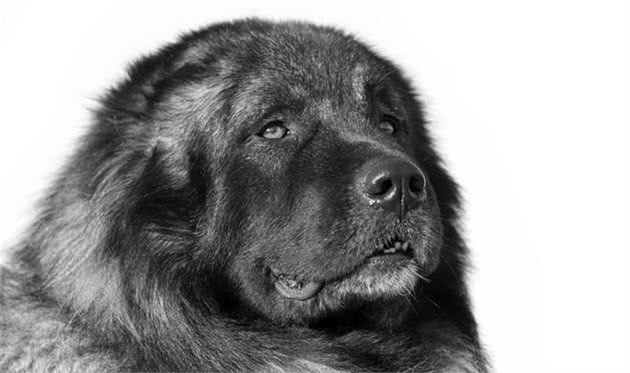 猎奇分享—比藏獒还大的高加索牧羊犬