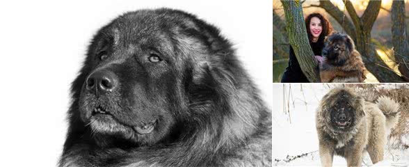猎奇分享—比藏獒还大的高加索牧羊犬