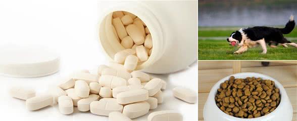 狗吃什么开胃促进食欲