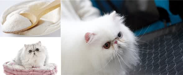 波斯猫容易掉毛吗