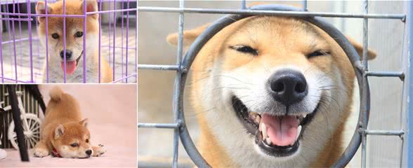 柴犬跑了怎样追回？怎样防止柴犬“撒手没”