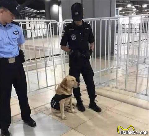 2个月大警犬首次接受训练，竟打起了瞌睡，模样甚是熟悉