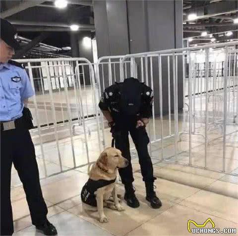 2个月大警犬首次接受训练，竟打起了瞌睡，模样甚是熟悉