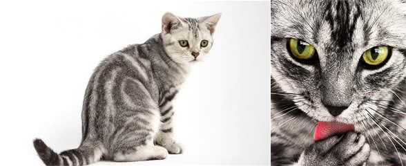 小巧玲珑虎斑猫