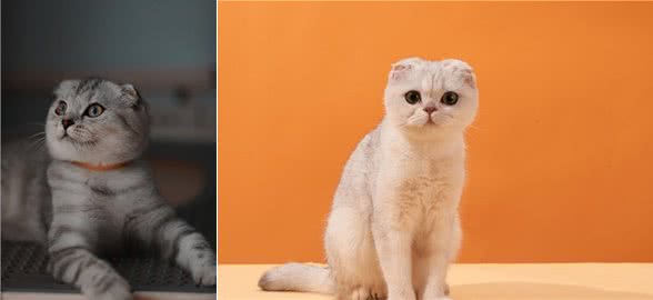 苏格兰折耳猫堪称猫中天使，但它是折翼的！最不建议养的猫咪之一