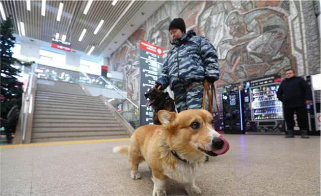 警犬的标准是什么？中华田园犬这么聪明，为何当不了警犬？