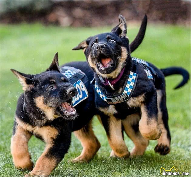 警犬的标准是什么？中华田园犬这么聪明，为何当不了警犬？