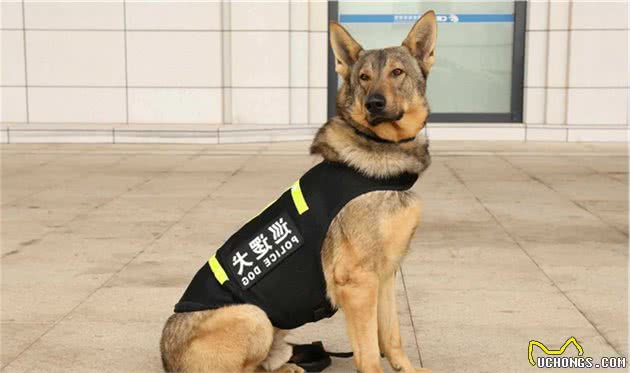 警犬的标准是什么？中华田园犬这么聪明，为何当不了警犬？