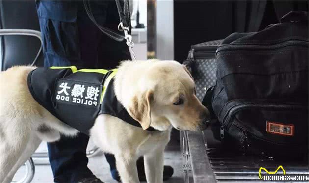 警犬的标准是什么？中华田园犬这么聪明，为何当不了警犬？