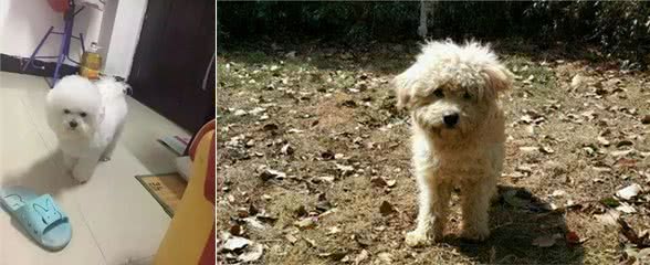比熊犬“害怕”这6件事，养它的主人知道吗？