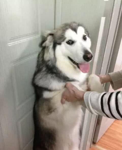 狗狗独自在家抑郁啦？不怕！不按套路出牌也许
