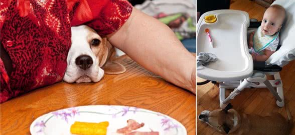 主人吃东西,狗狗老是盯着,用这3招解决狗狗讨食坏习惯