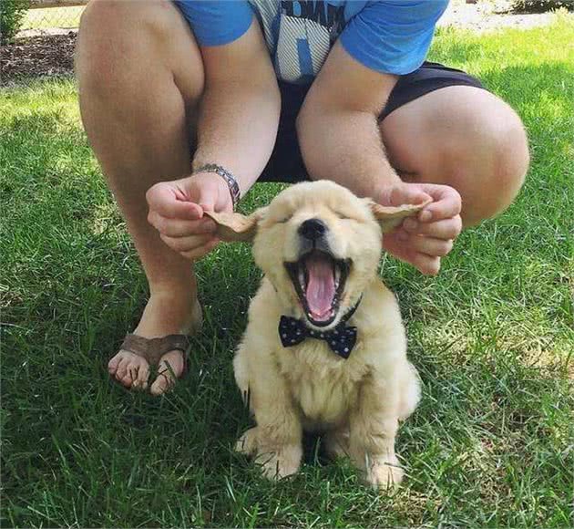 幼犬饲养，这几点错误不能犯