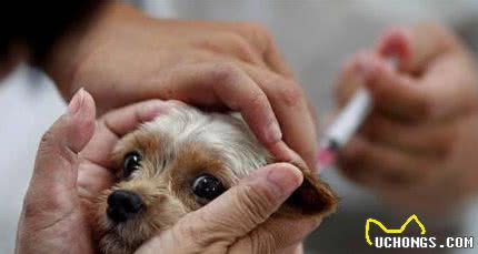 幼犬饲养，这几点错误不能犯